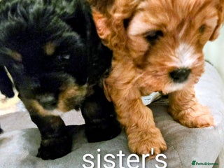 Cavapoo dogs - Advert 2