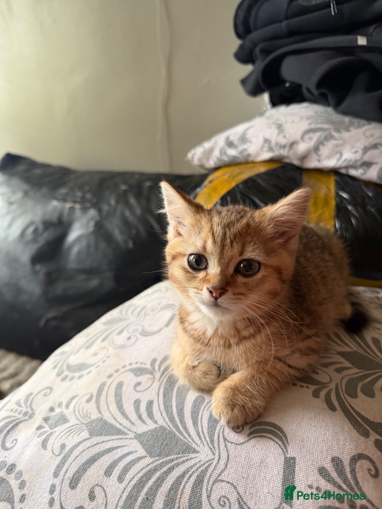 British Shorthair cats Golden unique tabby British shorthair  - Advert 17