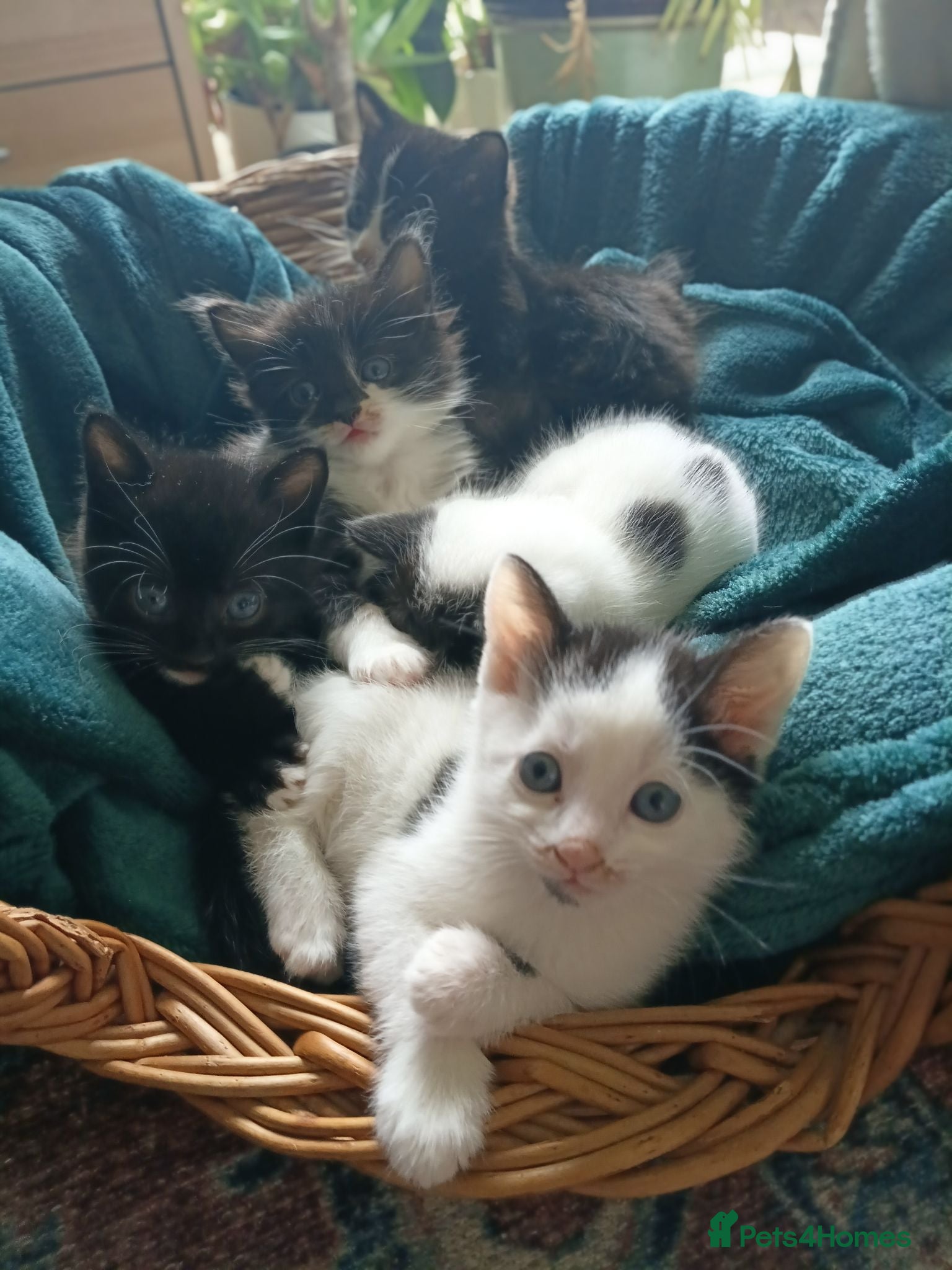 Mixed Breed cats 7 adorable kittens ready in September(only 3 left) - Advert 17