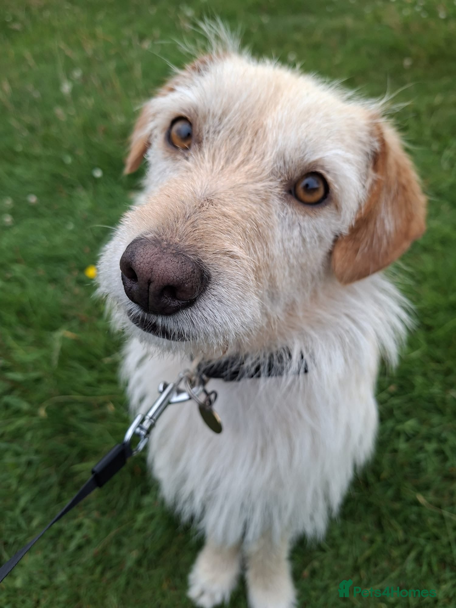 Mixed Breed dogs Klara 🩷 - Advert 2