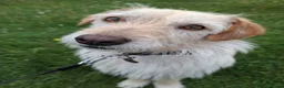 Mixed Breed dogs for adoption: Klara 🩷 in Macclesfield - Advert 1