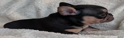 French Bulldog dogs for sale: Beautiful French Bulldogs in Barnsley - Advert 13
