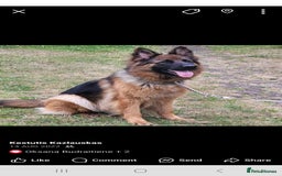 German Shepherd dogs for sale: German shepherd puppies  - Image 3