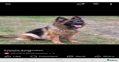 German Shepherd dogs - Advert 5