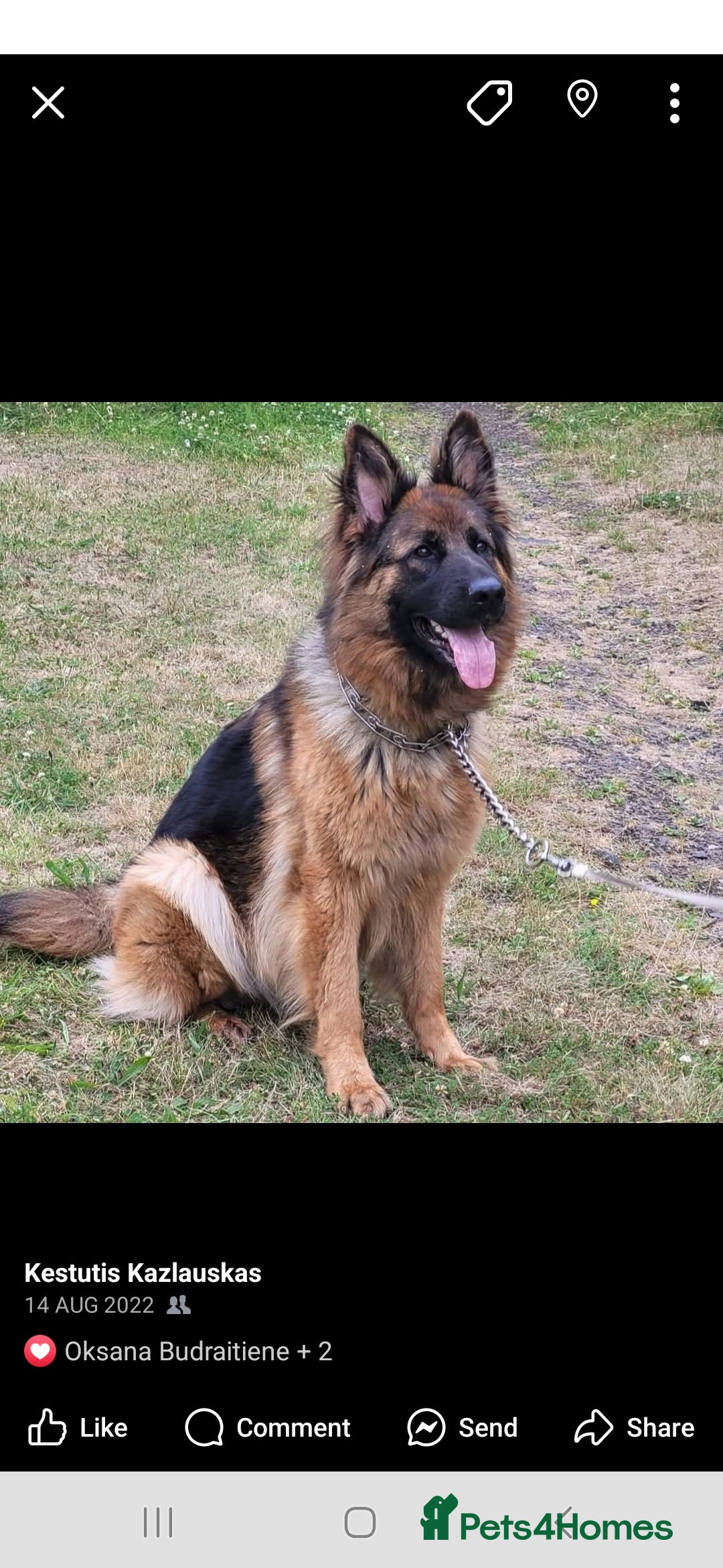 German Shepherd dogs for sale: German shepherd puppies  - Image 3