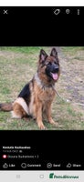 German Shepherd dogs - Advert 2