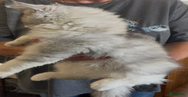 Persian cats - Advert 11