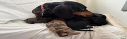Doxiepoo dogs for sale: Ready to leave Doxiepoos, Jet Black girl and boy  - Advert 21