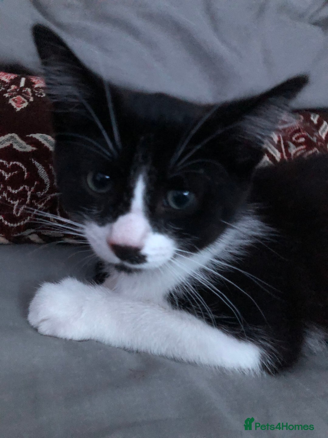 Domestic Shorthair cats for sale: Adorable Tuxedo Kitten - Looking for a Loving Home - Image 6