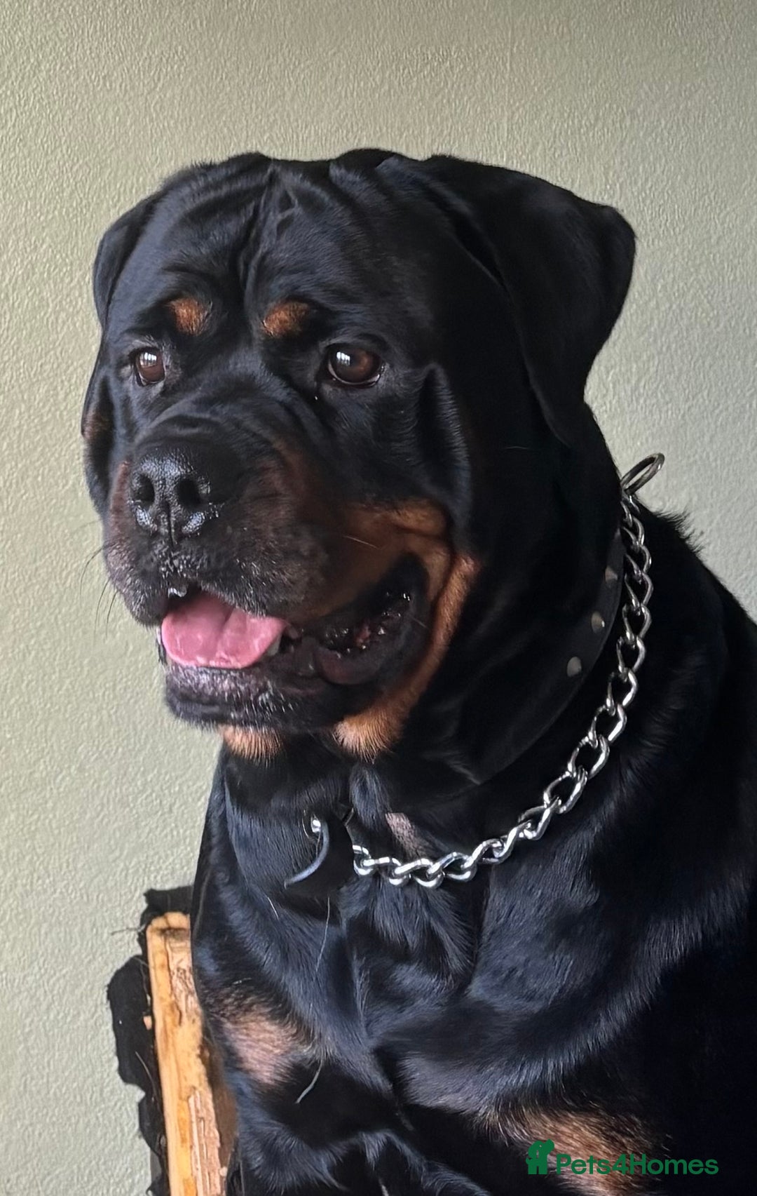 Mixed Breed dogs for sale: My surprise litter - Advert 2