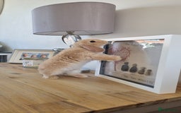Mini Lop rabbits for sale: Two female mini lops for sale - Image 4