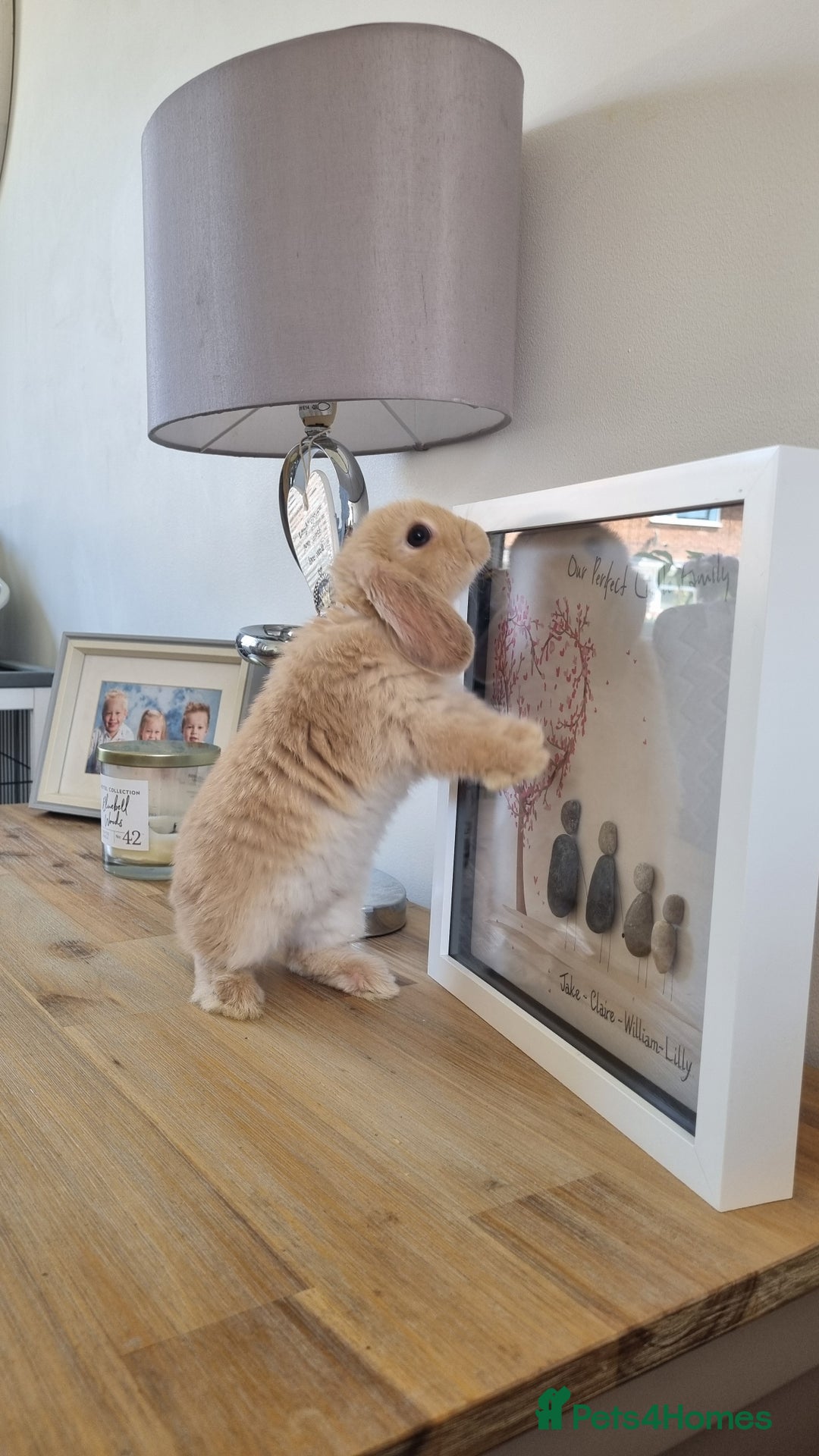 Mini Lop rabbits for sale: Two female mini lops for sale - Image 4