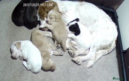 Cocker Spaniel dogs for sale: 4 male KC working cocker spaniel puppies - Image 7