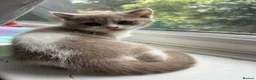 British Shorthair cats for sale: GCCF British’s shorthair & longhair - Advert 8