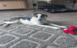 Mixed Breed dogs for sale: Skyla  - Image 7