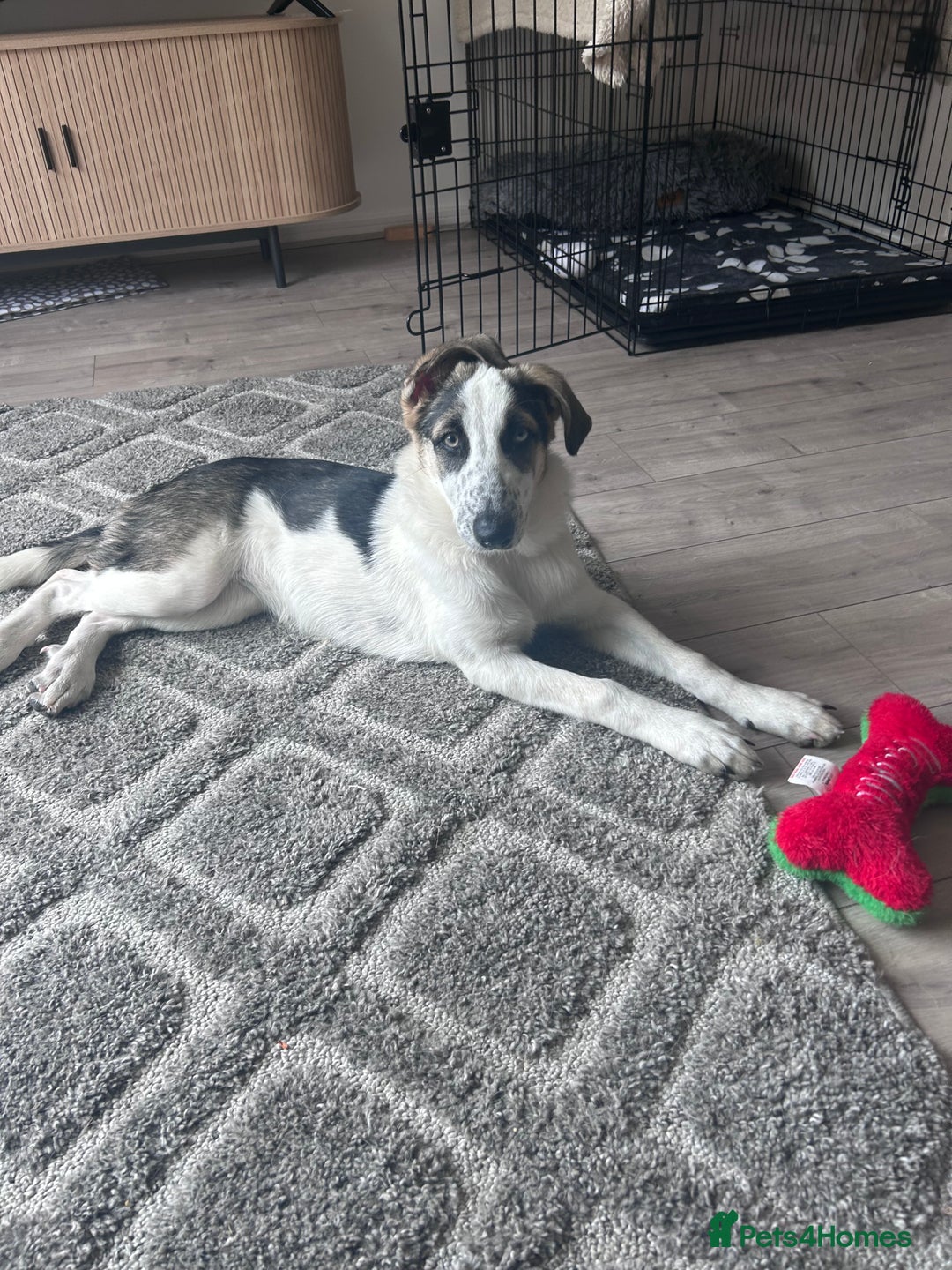 Mixed Breed dogs for sale: Skyla  - Image 7