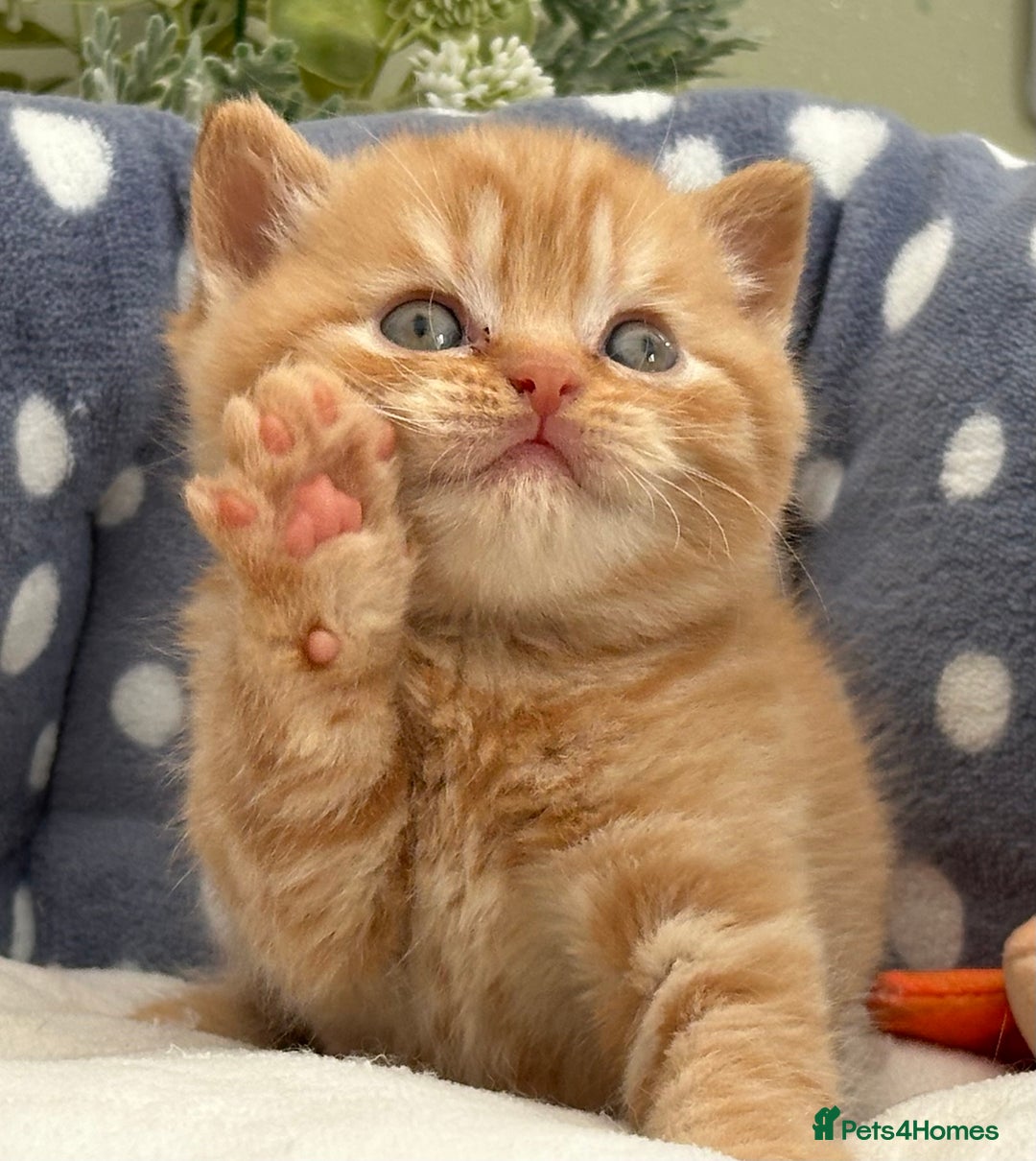 British Shorthair cats for sale: Stunning British Kittens - Image 11