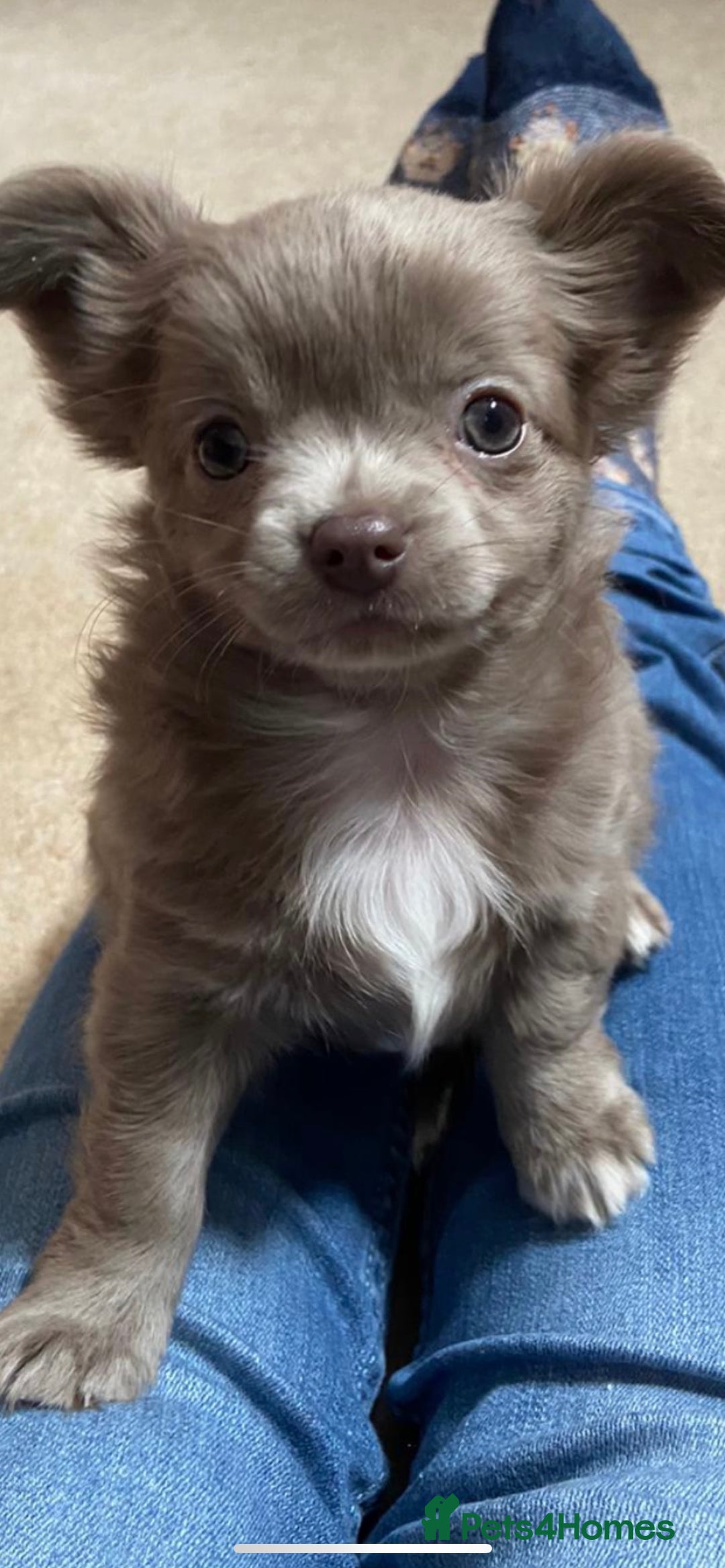 Chihuahua dogs for stud: KC Registered Blue Double KB in Chorley - Image 11