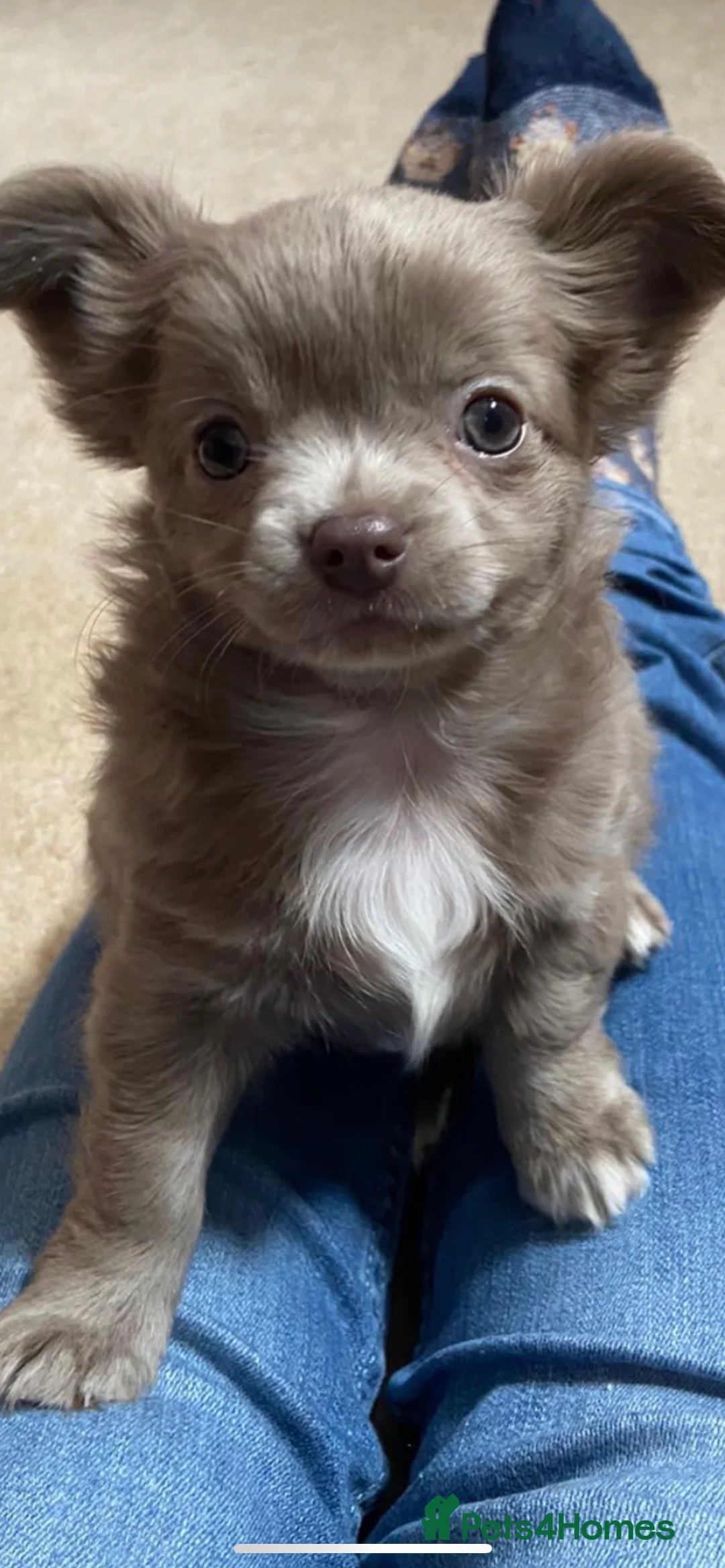 Chihuahua dogs for stud: KC Registered Blue Double KB in Chorley - Advert 11