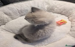 Ragdoll cats for sale: 💕💛GCCF Registered 💛💕Pedigree Ragdoll kittens - Image 14