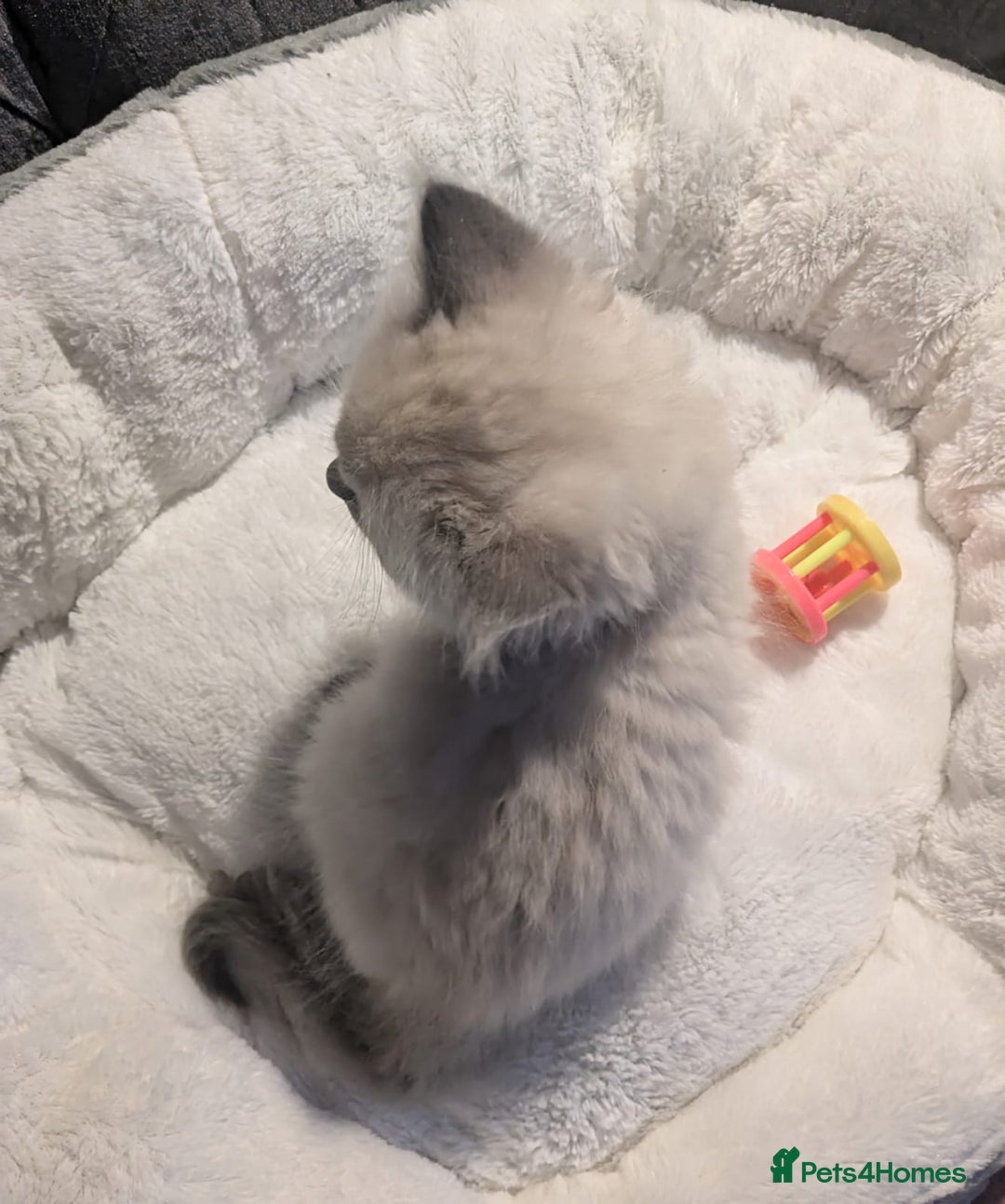Ragdoll cats for sale: 💕💛GCCF Registered 💛💕Pedigree Ragdoll kittens - Image 14