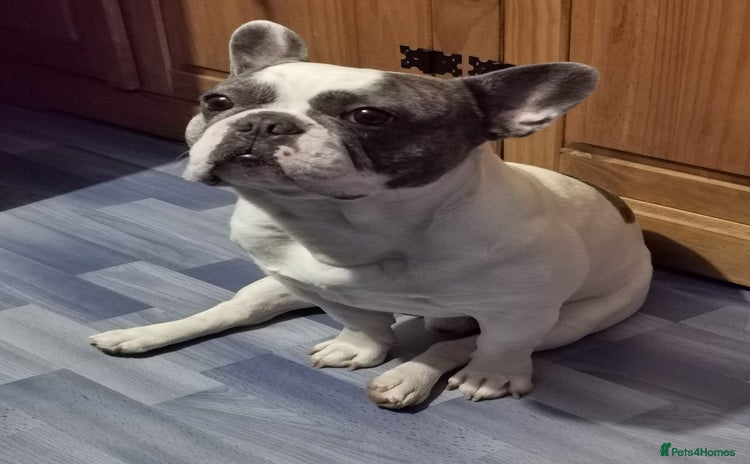 French Bulldog dogs - Advert 1