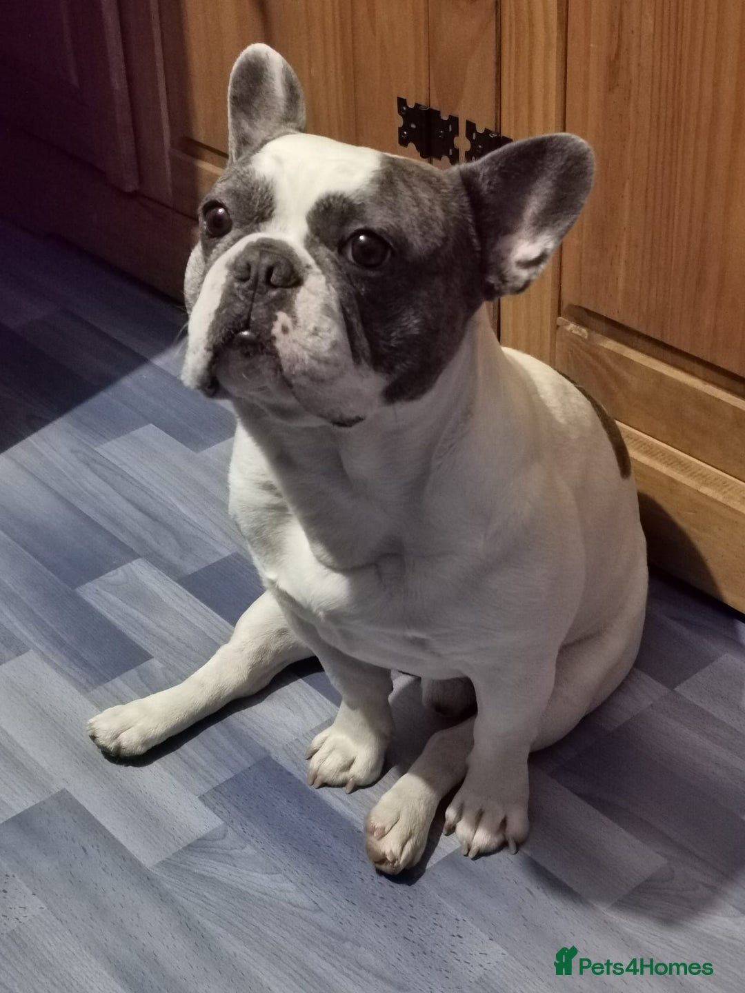 French Bulldog dogs for sale: 4 year old male french bulldog - Image 1