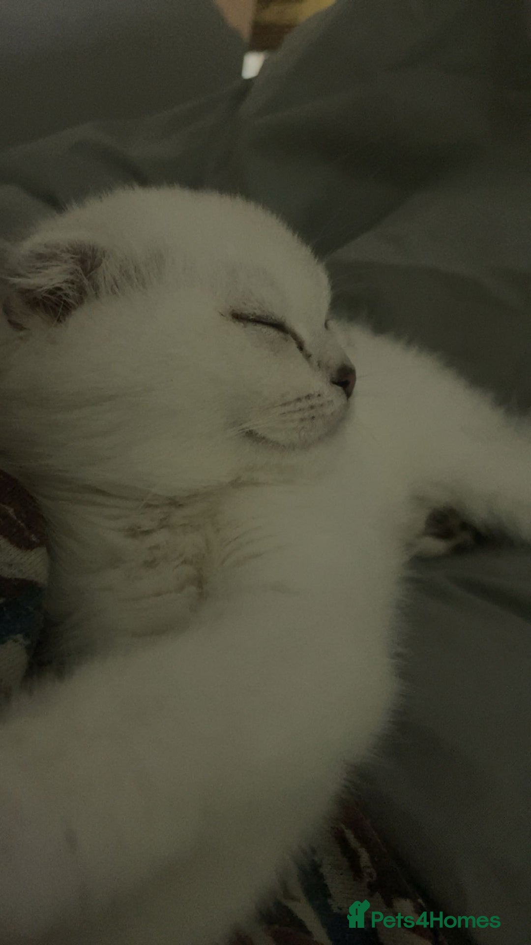 Scottish Fold cats for sale: Scottish Straight  - Image 13