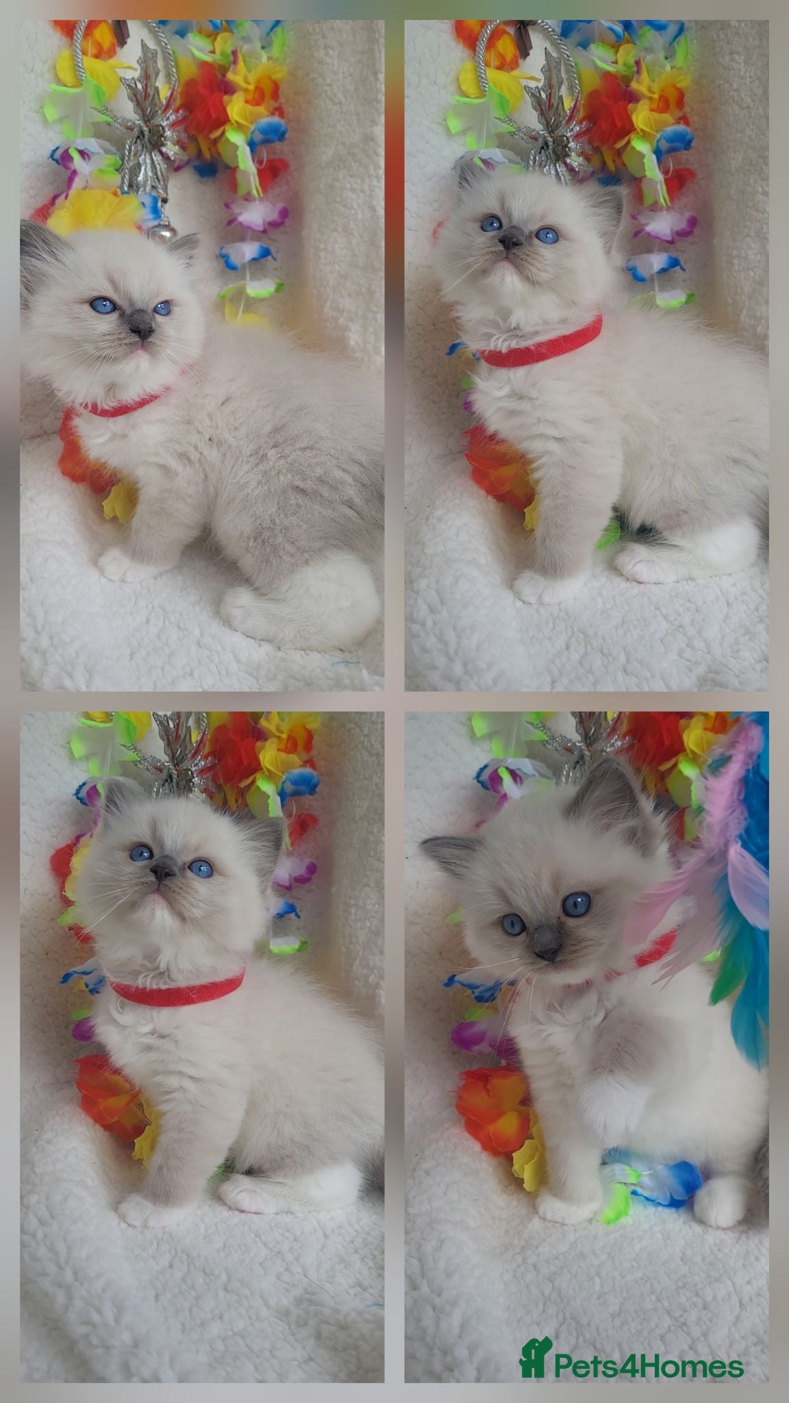 Ragdoll cats GCCF registered Males - Advert 2