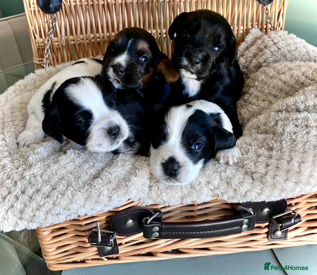 Cocker Spaniel dogs for sale: Cocker Spaniels For Sale in Keighley - Advert 2