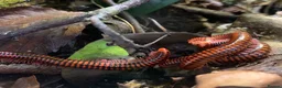 Millipedes invertebrates for sale: Centrobolus fulgidus, Black Fire Millipedes - Advert 4