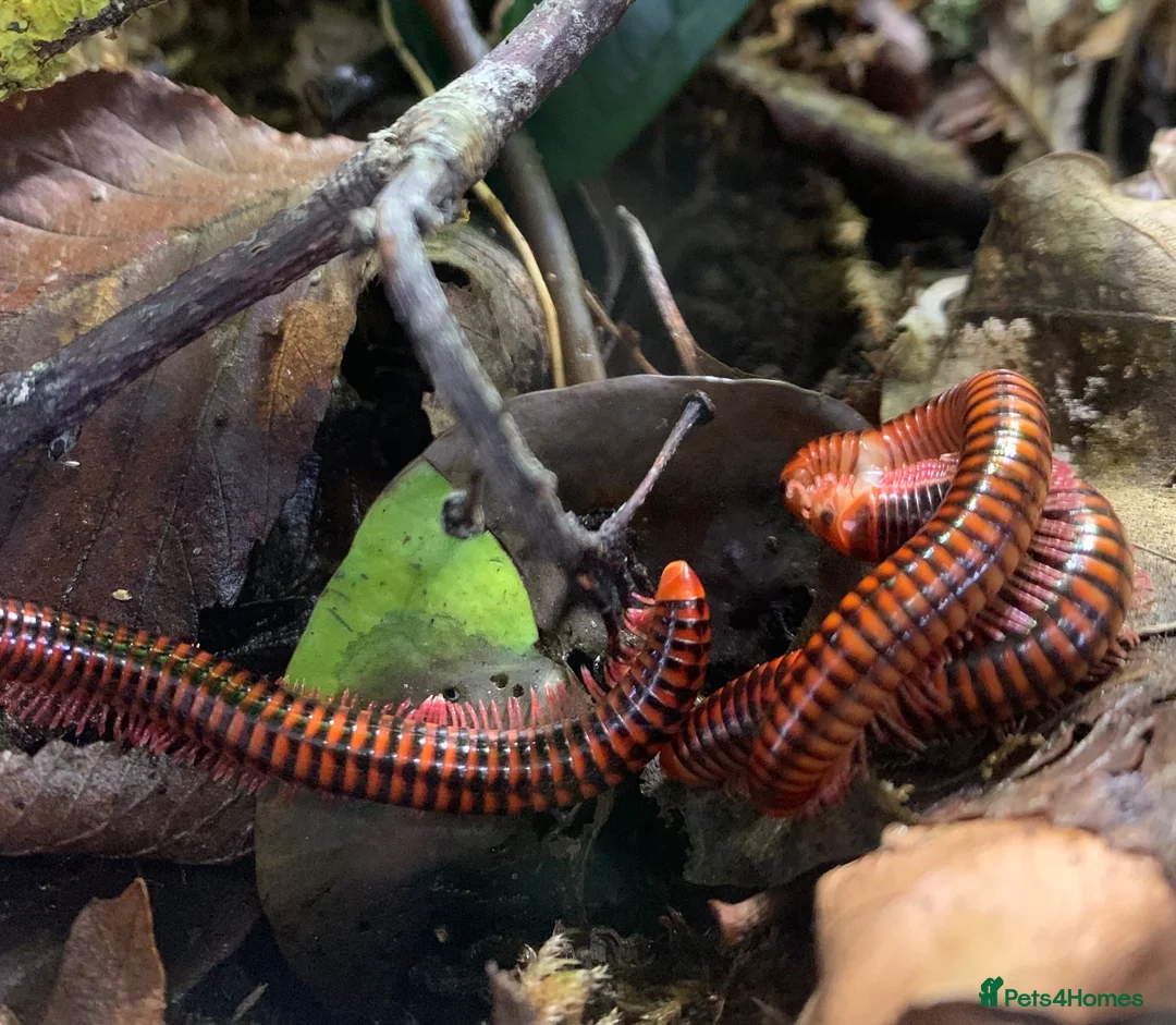 Millipedes invertebrates for sale: Centrobolus fulgidus, Black Fire Millipedes - Advert 4