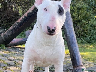 English Bull Terrier dogs in Sunderland - Advert 3