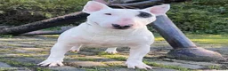 English Bull Terrier dogs for stud: CHAMPION LINES ENGLISH BULL TERRIER FOR STUD. in Sunderland - Advert 1