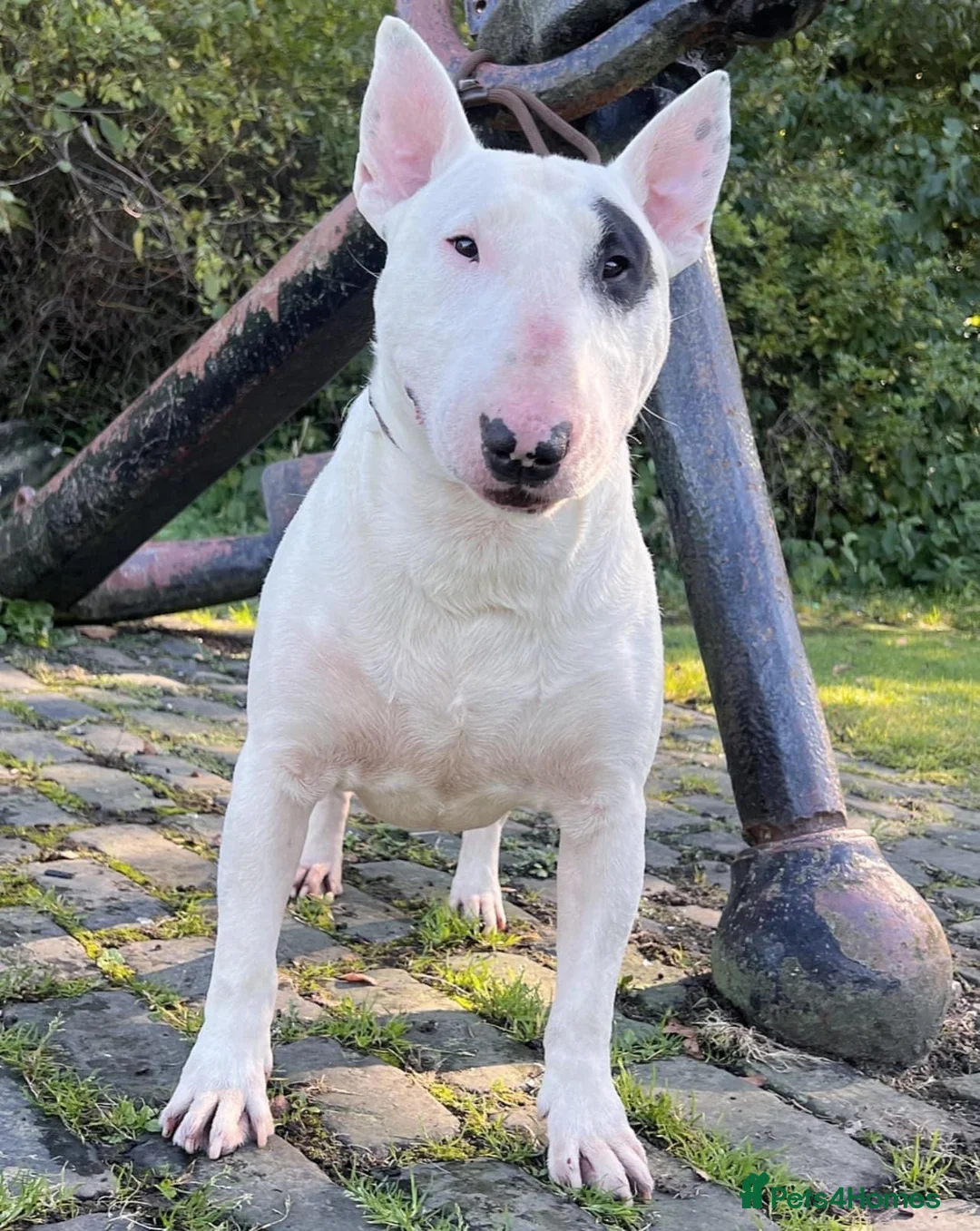 English Bull Terrier dogs for stud: CHAMPION LINES ENGLISH BULL TERRIER FOR STUD. in Sunderland - Advert 1
