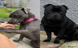 Staffordshire Bull Terrier dogs for sale: 1 boy Champion black Staffordshire puppy  - Image 2