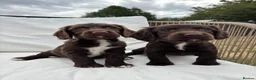 Cocker Spaniel dogs for sale: Working Cocker Spaniels for sale - Advert 10