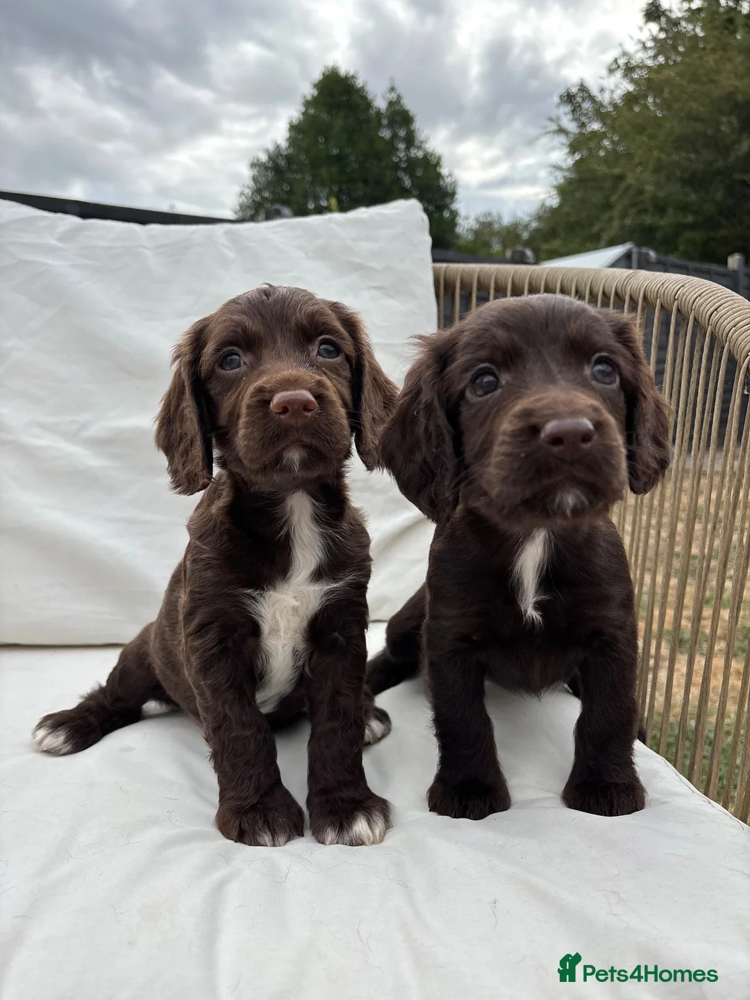 Cocker Spaniel dogs for sale: Working Cocker Spaniels for sale - Advert 10