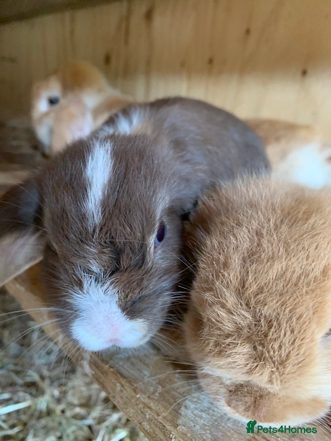 Mini Lop rabbits for sale: Beautiful Pure Bred Mini Lop Babies Available  - Image 4