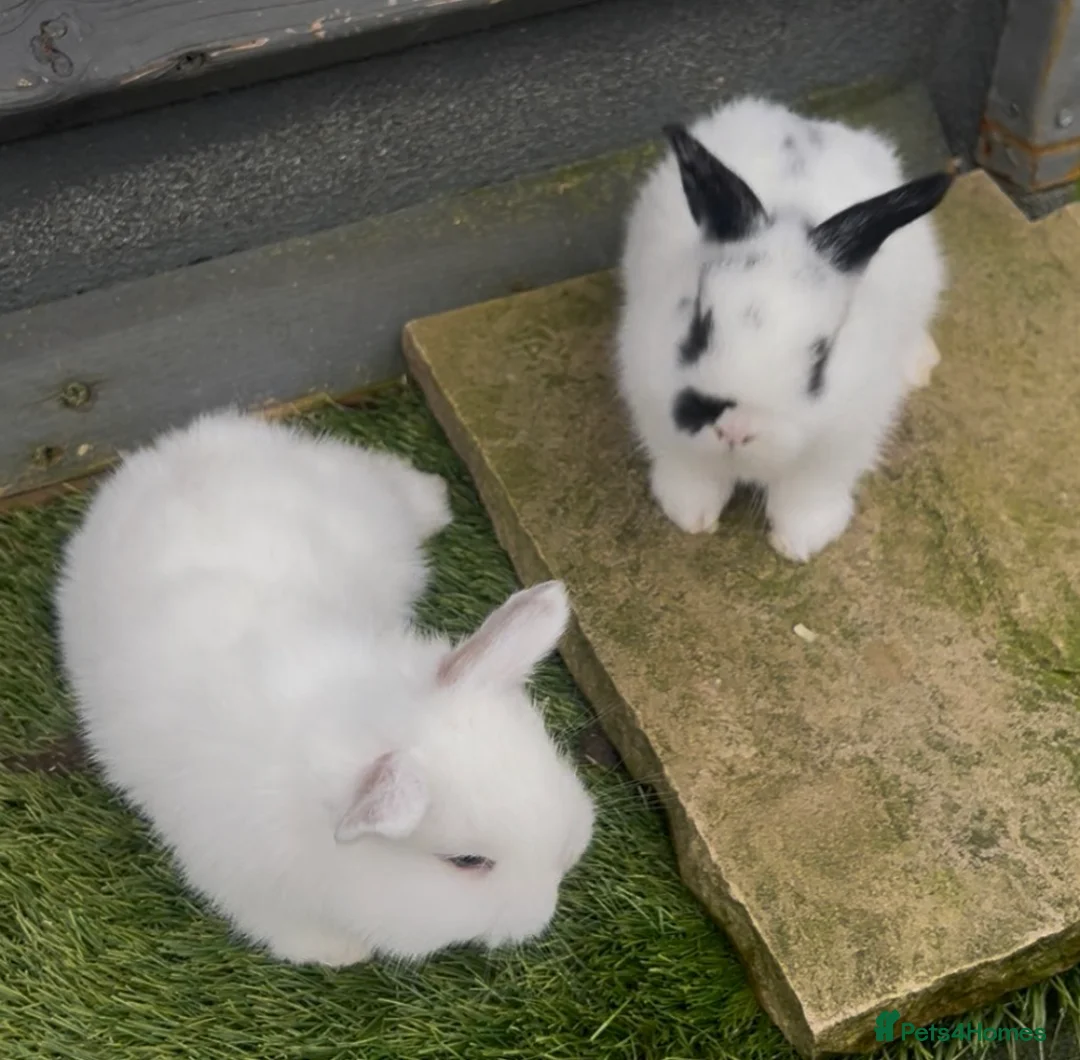 Mini Lion Lop rabbits for sale: Rabbit  - Advert 2