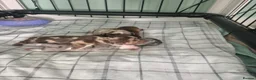 Miniature Dachshund dogs for sale: Stunning  miniature dachshunds boys x3 - Advert 6