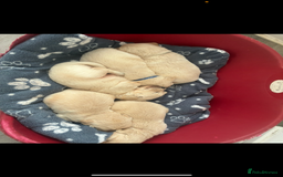 Golden Retriever dogs for stud: Golden retriever stud  - Image 5