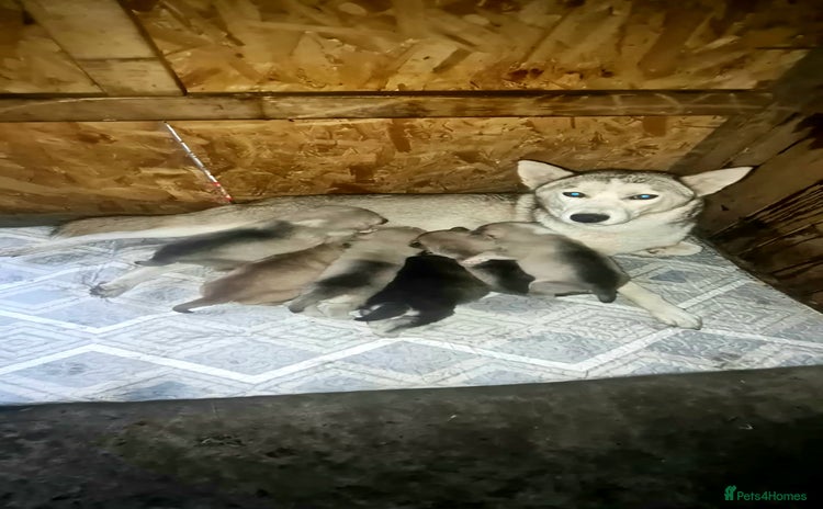 Siberian Husky dogs 6 siberian husky  - Advert 1