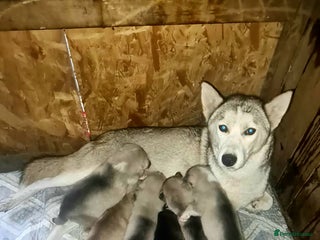 Siberian Husky dogs 6 siberian husky - Advert 3