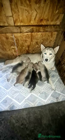 Siberian Husky dogs 6 siberian husky - Advert 1