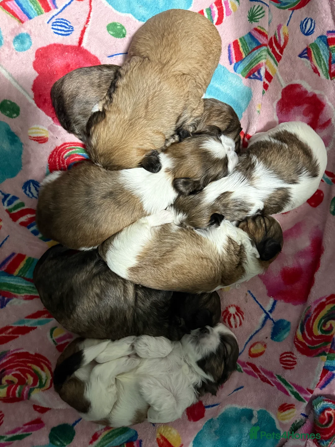 Shih Tzu dogs for sale: Shih Tzu puppies - Advert 16