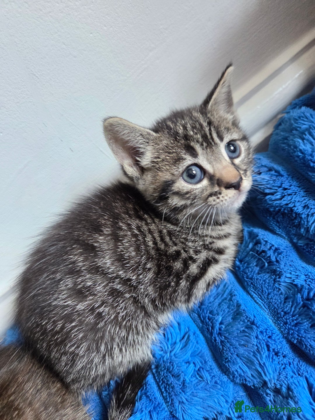 American Shorthair cats for sale: Gorgeous 8 Week Old Kittens - Image 8