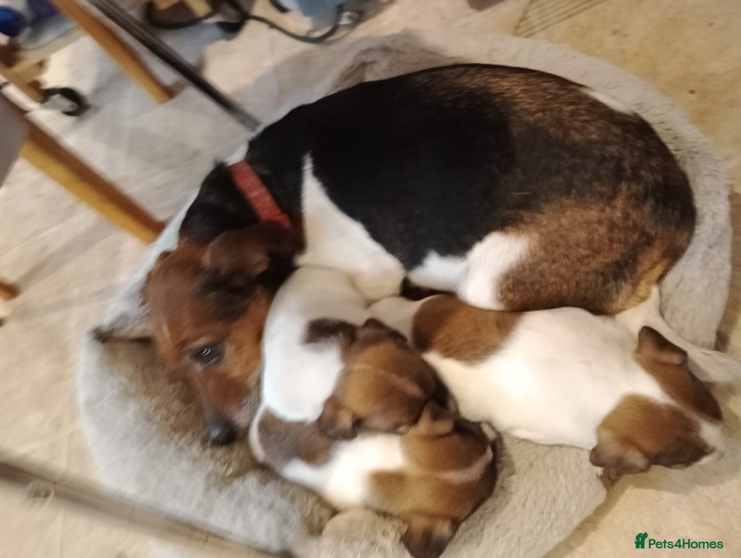 Jack Russell dogs for sale: Pick of the litter. Jack Russell girl - Advert 2