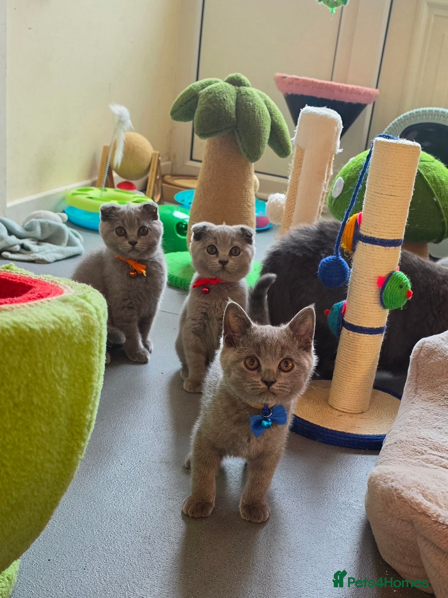 British Shorthair cats 2 straight ear boys and 4 fold girls,fluffy 🐾🐈‍⬛ - Advert 8