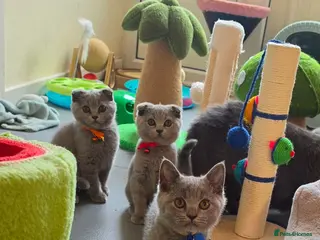 British Shorthair cats 2 straight ear boys and 4 fold girls,fluffy 🐾🐈⬛ - Advert 8